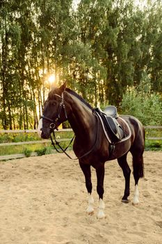 saddled horse stands on the sand in the paddock at sunset. Russia