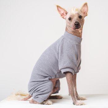 Close up Portrait of a male Chinese Crested Dog in gray sweater on white background