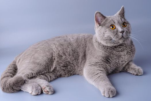 Very beautiful British cat lies on purple background . The concept of pets.