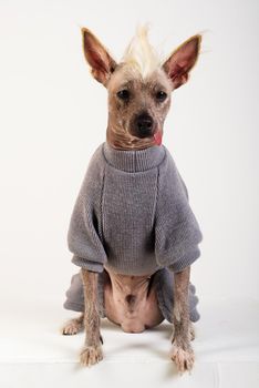 Close up Portrait of a male Chinese Crested Dog in gray sweater on white background