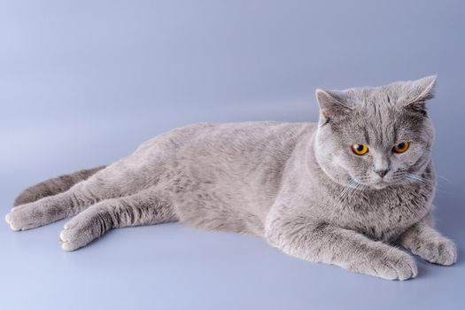 melancholy grey british short hair cat lying down looking away isolated on a purple background.