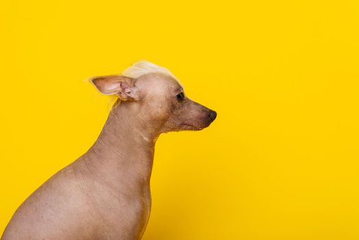 Portrait in profile of a male Chinese Crested Dog on yellow background -image