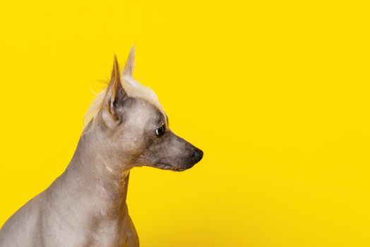 Portrait in profile of a male Chinese Crested Dog on yellow background -image