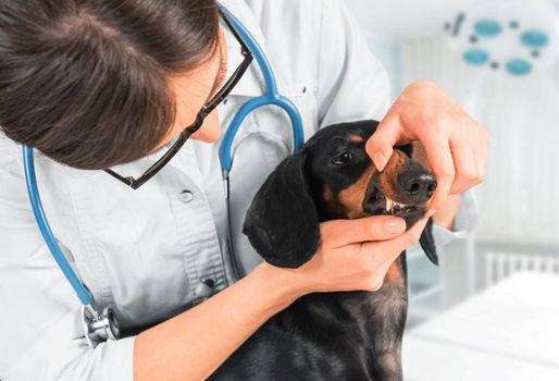 Woman veterinarian examines teeth of a dachshund dog in a hospital