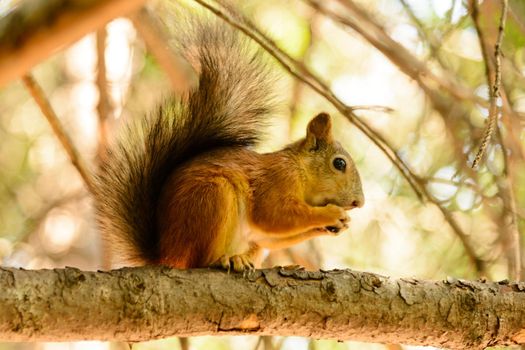 Red euroasian squirrel on the maple branch.