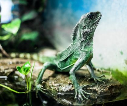 lizard with spikes on bruch in terrarium