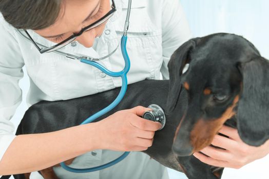 Woman veterinarian listens dachshund dog of black color in a hospital