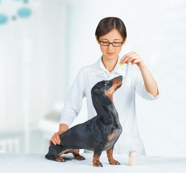 Veterinarian woman holds medication for dachshund dog in hospital
