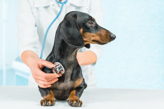 Veterinarian listens dachshund dog in a hospital