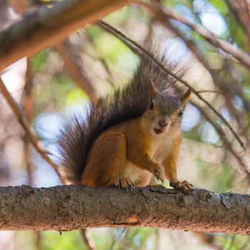 Red squirrel sitting on the tree