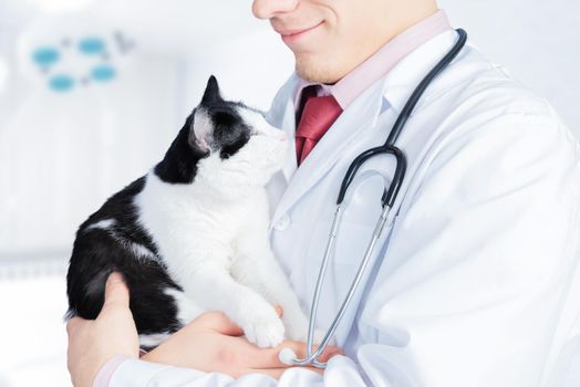 Man veterinarian holds a cat in hospital