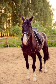 saddled horse stands on the sand in the paddock at sunset. Russia