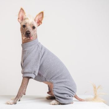 Close up Portrait of a male Chinese Crested Dog in gray sweater on white background