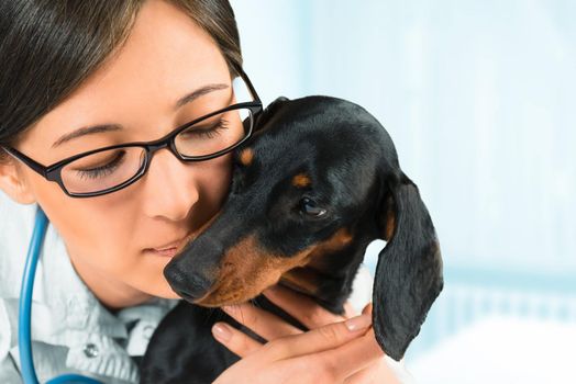 Portrait of woman veterinarian with dachshund dog in a hospital