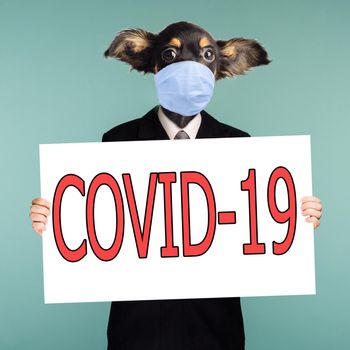 Collage combining businessman and dog head in a surgical mask protects against coronavirus. The character stands on a blue background and holds in his hands an poster with the inscription COVID-19. - image