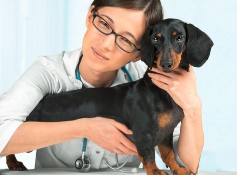 Young woman veterinarian with dachshund dog in a hospital