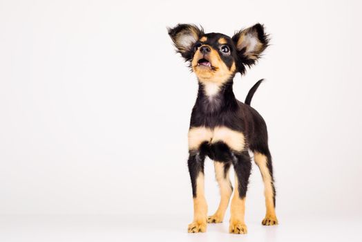 Funny young puppy of Russian toy terrier on a white background. - image