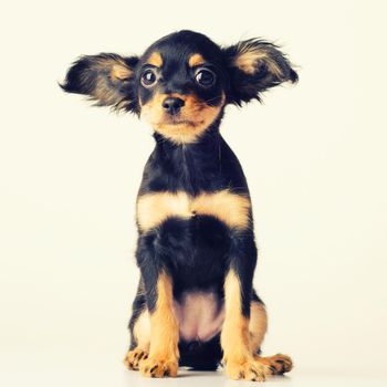 Funny young puppy of Russian toy terrier on a white background. - image