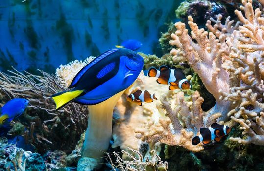 beautiful tropical blue fish and clownfish in aquarium