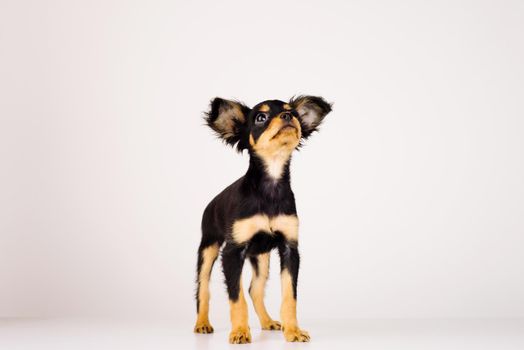 Funny young puppy of Russian toy terrier on a white background. - image