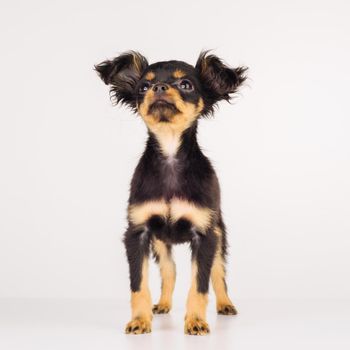 Funny young puppy of Russian toy terrier on a white background. - image