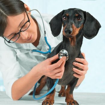 Veterinarian listens smooth-haired dachshund dog in a hospital