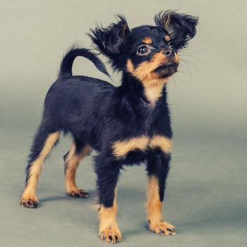 Cute puppy of Russian toy terrier on a gray background. - Image toned