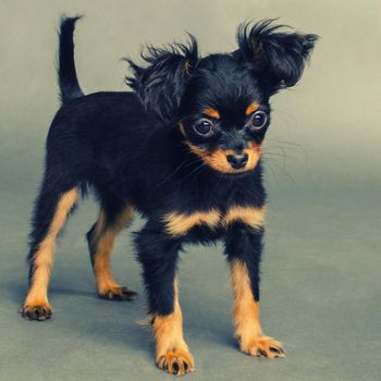 Cute puppy of Russian toy terrier on a gray background. - Image