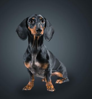 Smooth-haired dachshund dog on black background