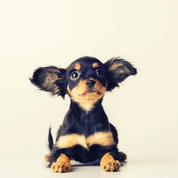 Funny young puppy of Russian toy terrier on a white background. - image