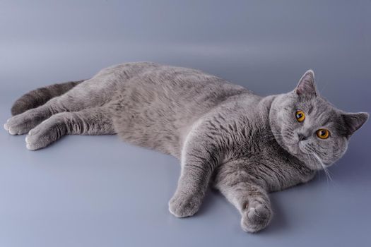 Beautiful young British cat sprawledon a gray background.
