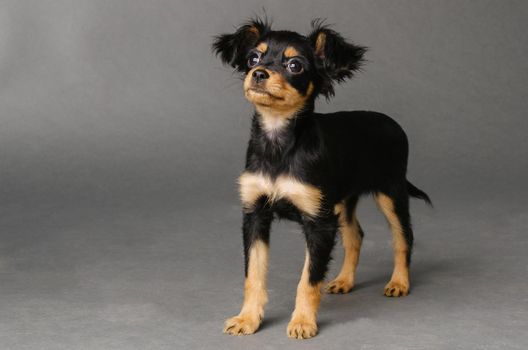 Cute puppy of Russian toy terrier on a gray background. - Image