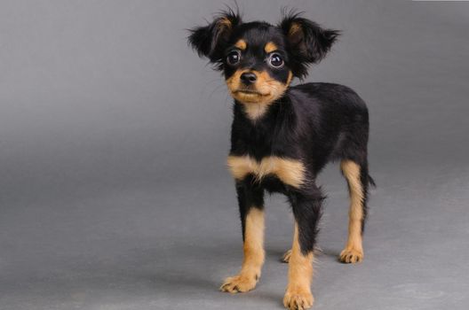 Cute puppy of Russian toy terrier on a gray background. - Image