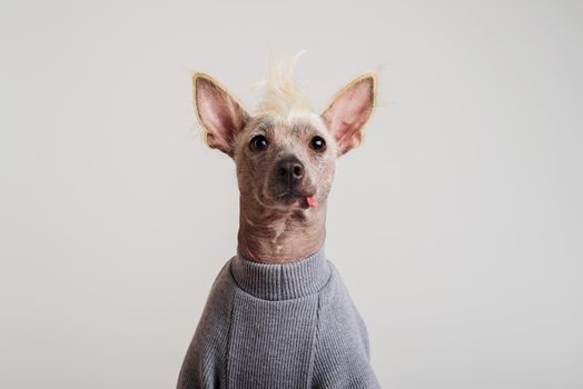 Close up Portrait of a male Chinese Crested Dog in gray sweater on white background