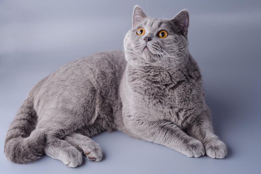 Beautifulsurprised young British cat on a gray background.