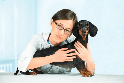 Young woman veterinarian with dachshund dog in clinic