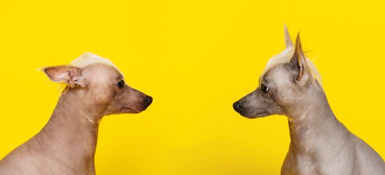 Portrait in profile of two Chinese Crested dogs looking at each other on yellow background -image