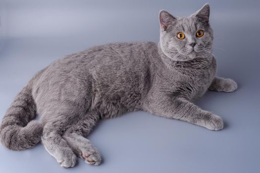Beautiful young British cat sprawledon a gray background.