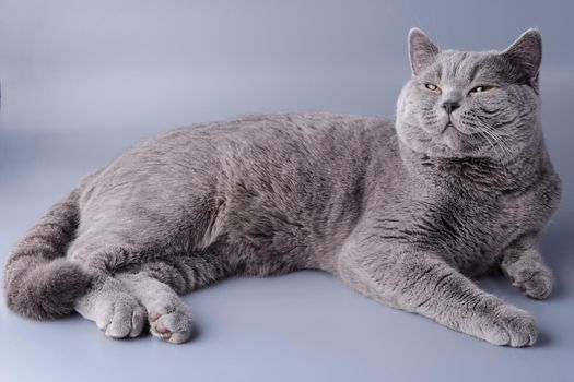 Beautiful satisfied young British cat on a gray background.