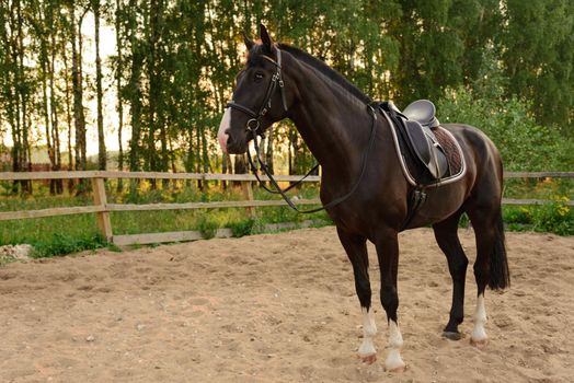 saddled horse stands on the sand in the paddock at sunset. Russia