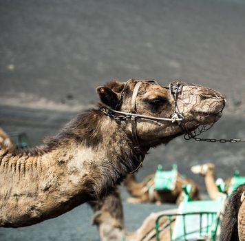 camel rests in the middle of the road