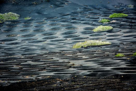 pits for grapes growing in plantation of Lanzarote, Canary Islands, Spain