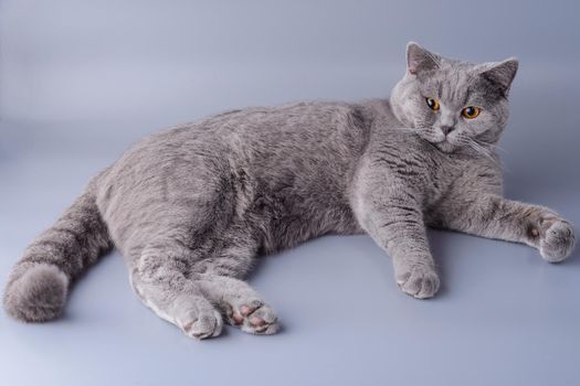 Beautiful young British cat sprawledon a gray background.