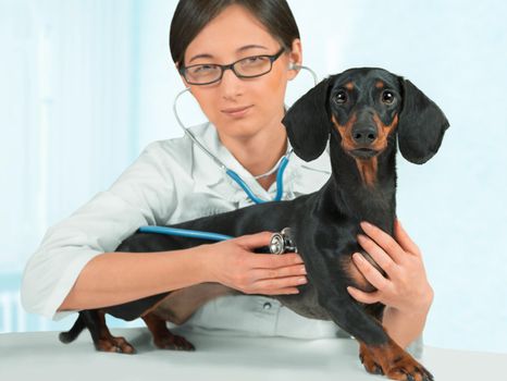 Young woman veterinarian in glasses listens dachshund dog in clinic