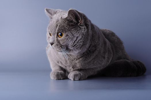 Very beautiful pensive British cat lies on purple background . The concept of pets.
