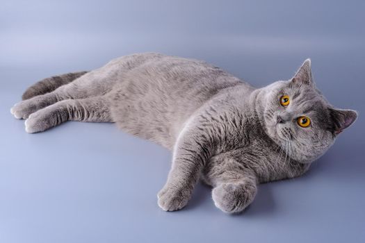 Interested gray British cat lies on purple background.