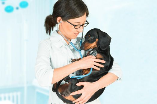 Young woman veterinarian is listening dachshund dog in hospital