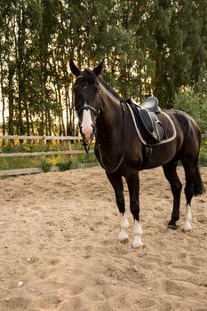 saddled horse stands on the sand in the paddock at sunset. Russia