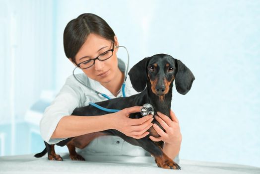 Woman veterinarian listens smooth-haired dachshund dog in a hospital