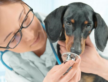 Woman veterinarian with dachshund, dog sniffs stethoscope